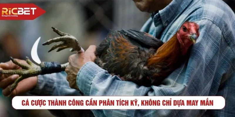 Cá cược thành công cần phân tích kỹ, không chỉ dựa may mắn