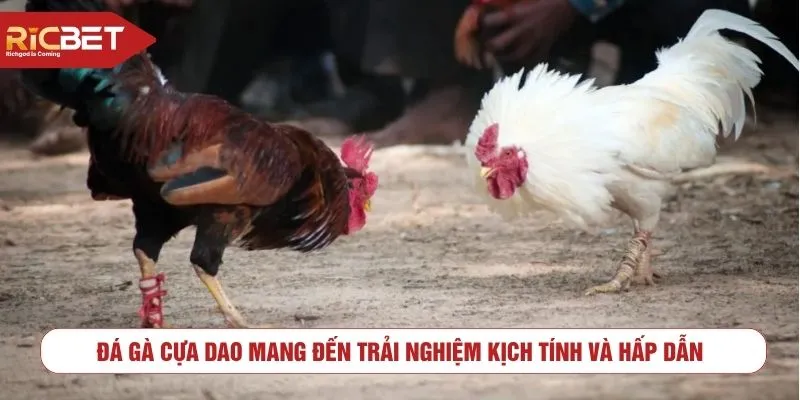 Đá gà cựa dao mang đến trải nghiệm kịch tính và hấp dẫn