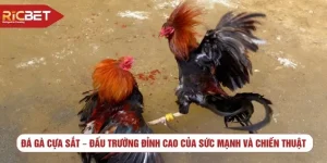 Đá gà cựa sắt