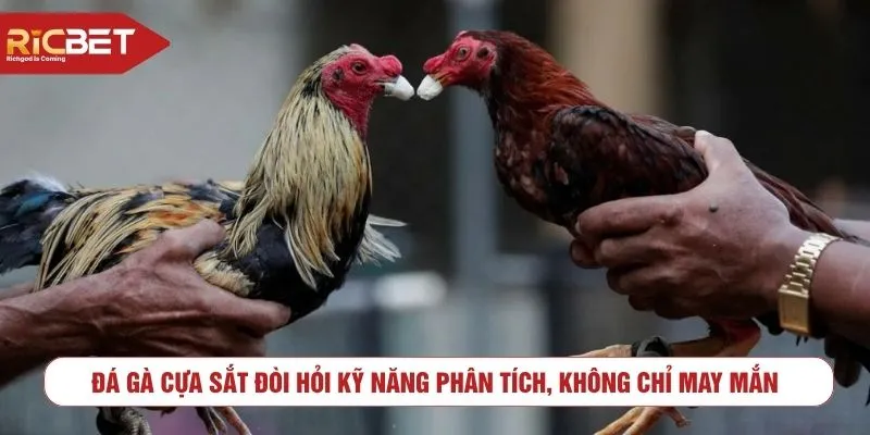 Đá gà cựa sắt đòi hỏi kỹ năng phân tích, không chỉ may mắn