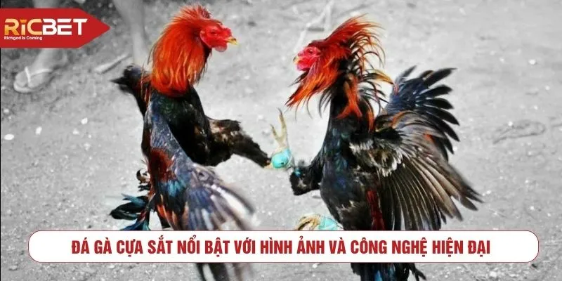 Đá gà cựa sắt nổi bật với hình ảnh và công nghệ hiện đại