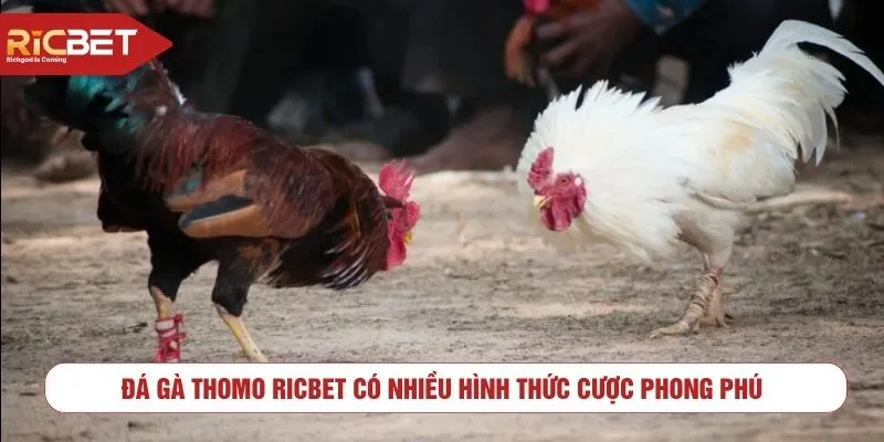 Đá gà Thomo RICBET có nhiều hình thức cược phong phú