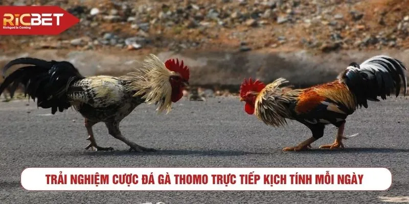 Đá gà thomo
