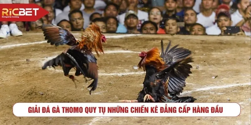 Giải đá gà Thomo quy tụ những chiến kê đẳng cấp hàng đầu