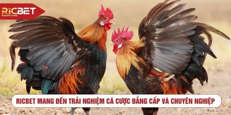 RICBET mang đến trải nghiệm cá cược đẳng cấp và chuyên nghiệp