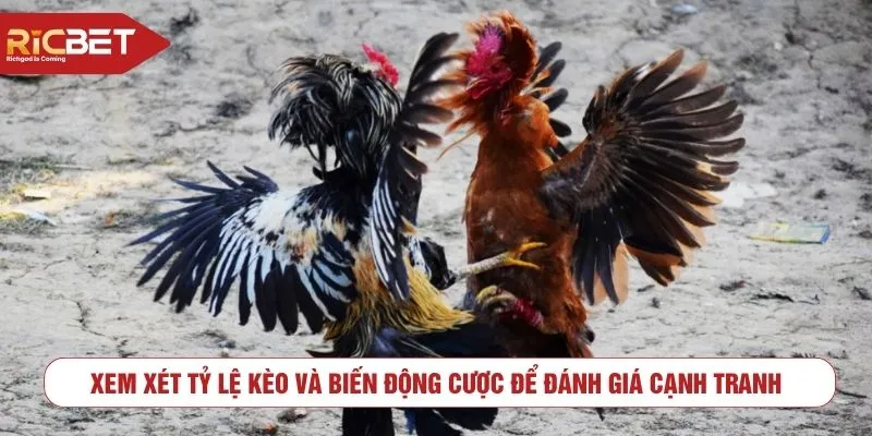 Xem xét tỷ lệ kèo và biến động cược để đánh giá cạnh tranh